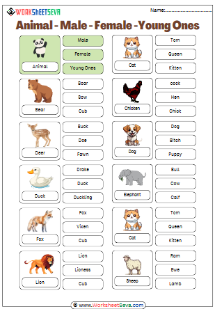 Animal Male Female and Young Ones worksheet