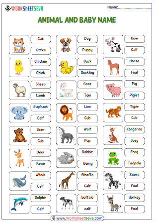 Animal and Their Baby Names Activity worksheet