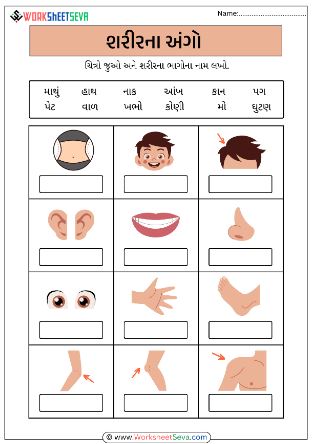 Parts Of The Body worksheet Gujarati worksheet