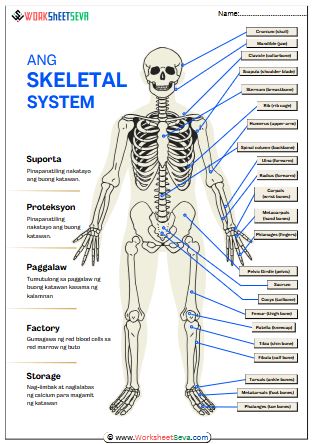 Ang Skeletal System Parts worksheet