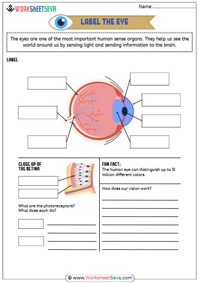 Label Parts of the Eye With Answer worksheet free