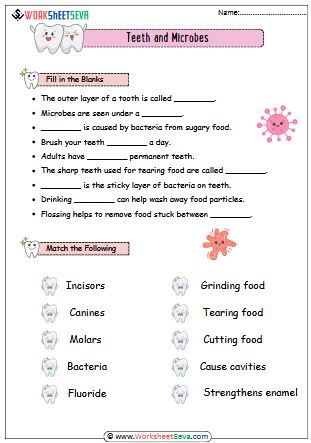 Teeth and Microbes for Class 4 worksheet