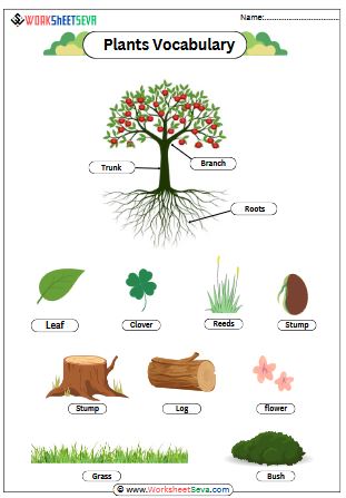 Plants Vocabulary for kids worksheet pdf