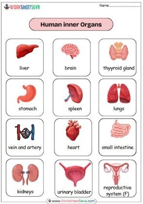 Human inner Organs chart printable