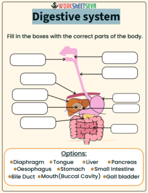 Fill the digestive system organs worksheet pdf